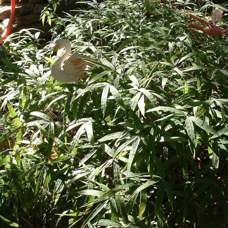 Pleioblastus distichus 'Mini' ~ Dwarf Fernleaf Bamboo-ServeScape