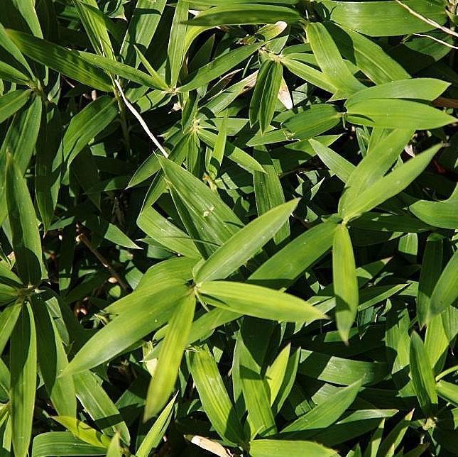 Pleioblastus pygmaeus ~ Pygmy Bamboo-ServeScape