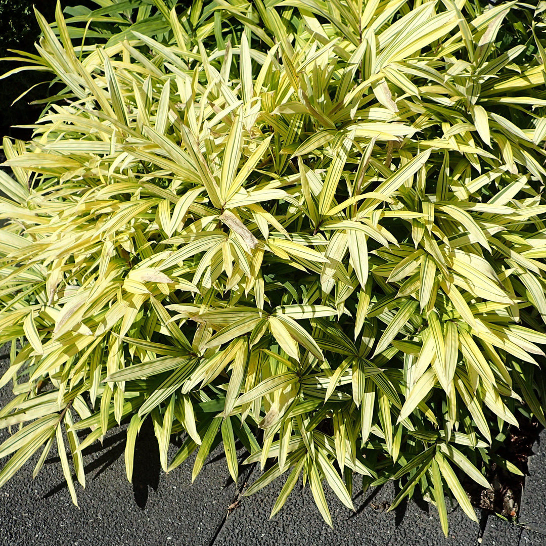 Pleioblastus viridistriatus ~ Variegated Bamboo-ServeScape