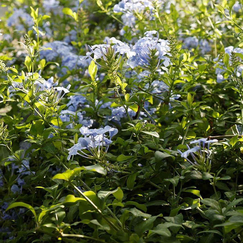 Plumbago auriculata 'Imperial Blue' ~ Imperial Blue Cape Leadwort-ServeScape