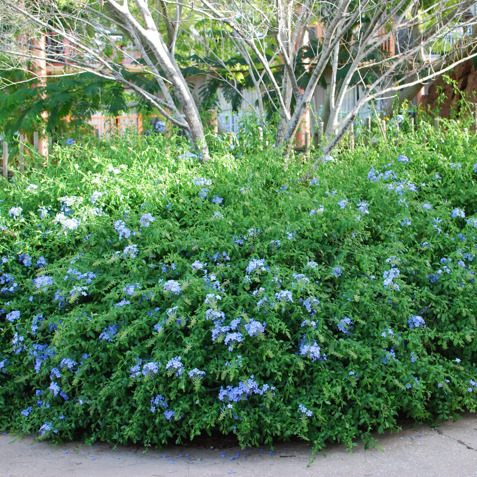 Plumbago auriculata 'Imperial Blue' ~ Imperial Blue Cape Leadwort-ServeScape