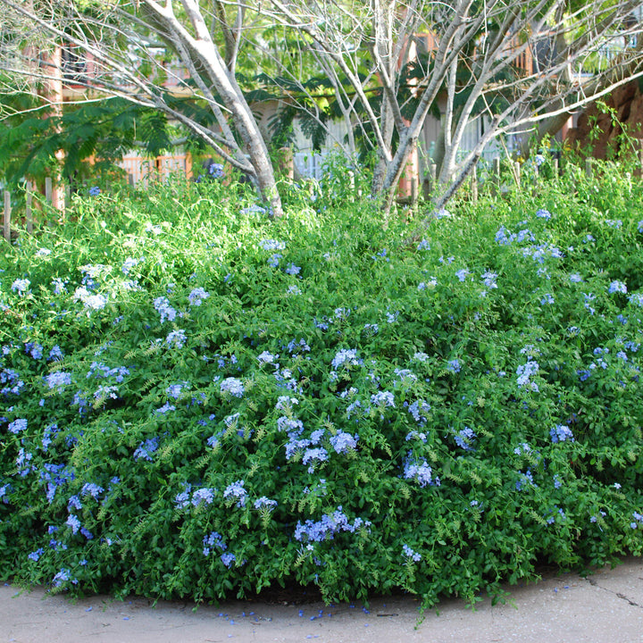 Plumbago auriculata 'Imperial Blue' ~ Imperial Blue Cape Leadwort-ServeScape