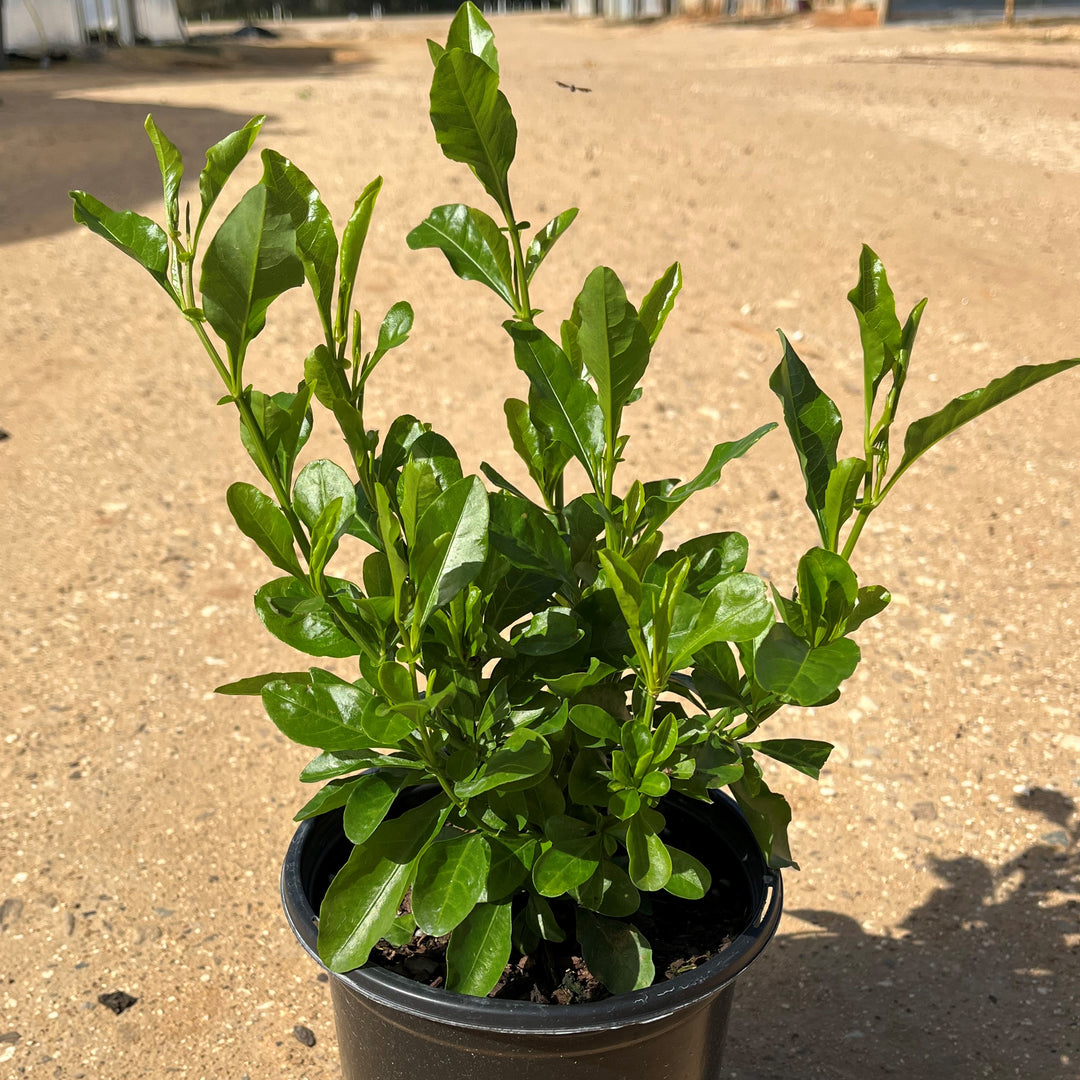 Plumbago auriculata 'Imperial Blue' ~ Imperial Blue Cape Leadwort-ServeScape