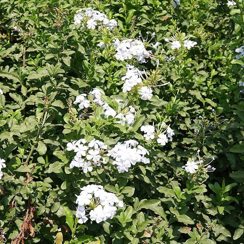 Plumbago auriculata 'Imperial White' ~ Imperial White Cape Leadwort-ServeScape