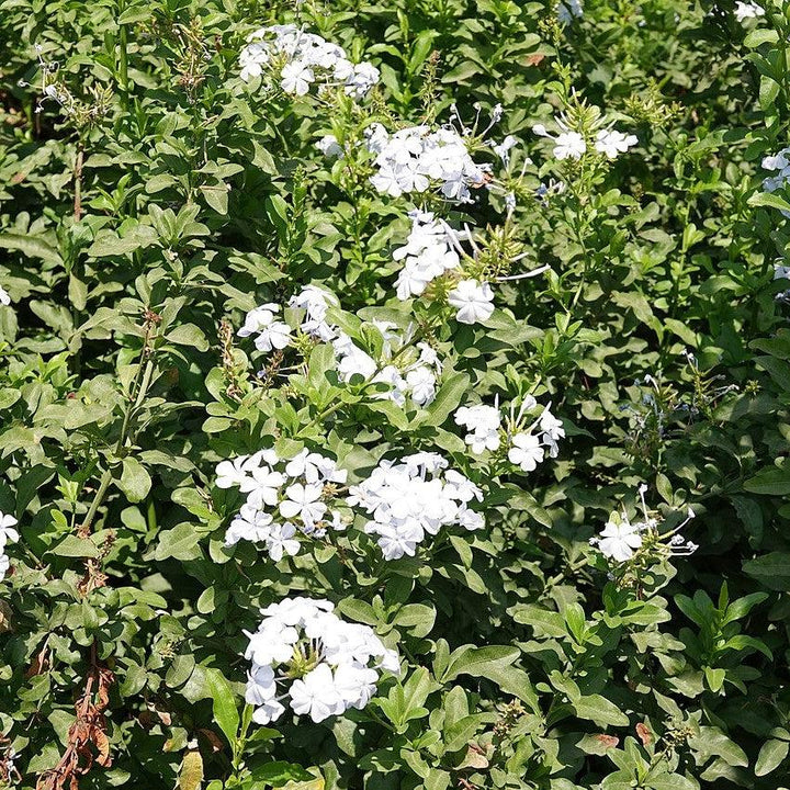Plumbago auriculata 'Imperial White' ~ Imperial White Cape Leadwort-ServeScape