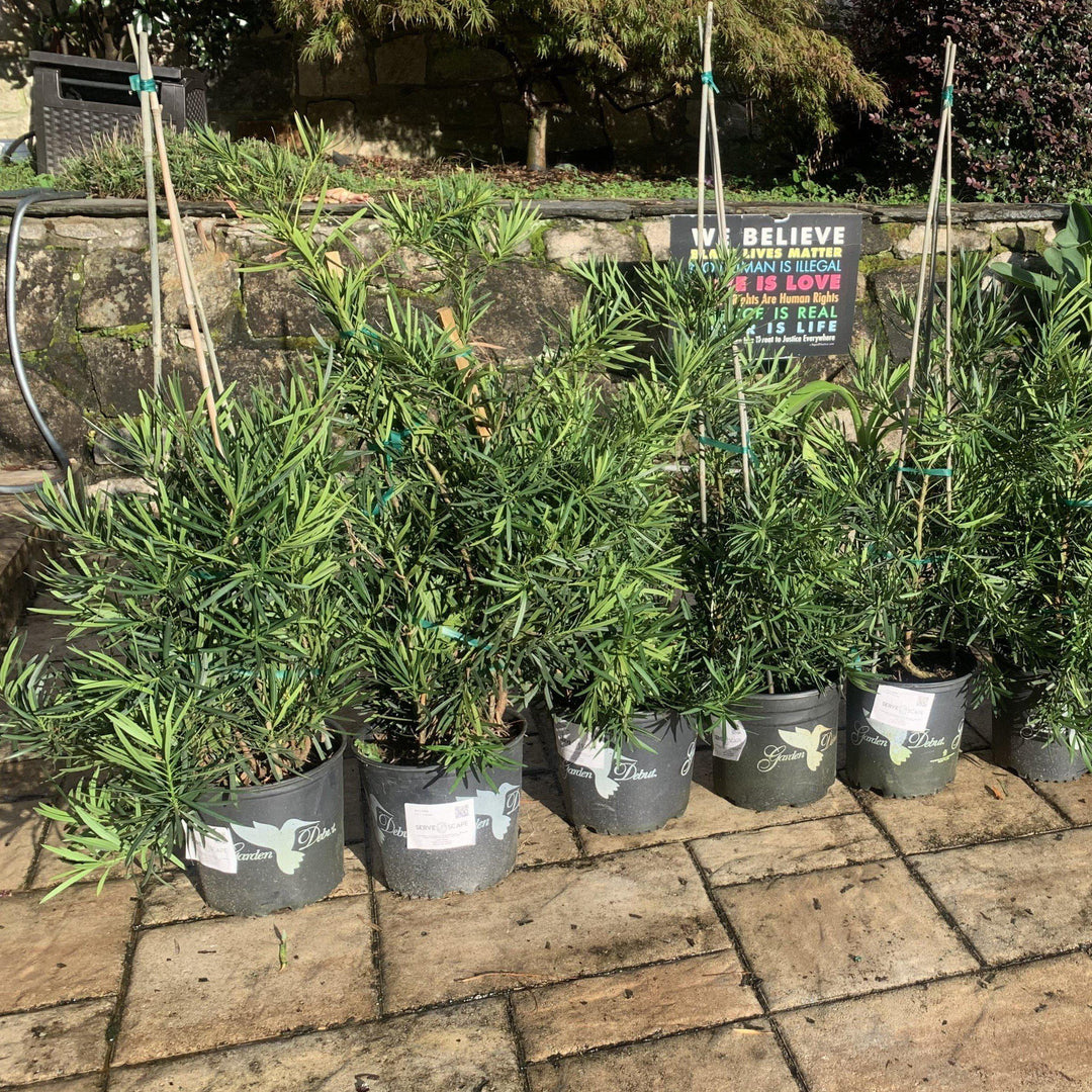 Podocarpus macrophyllus 'Emerald Flame’ ~ Emerald Flame™ Yew Podocarpus-ServeScape