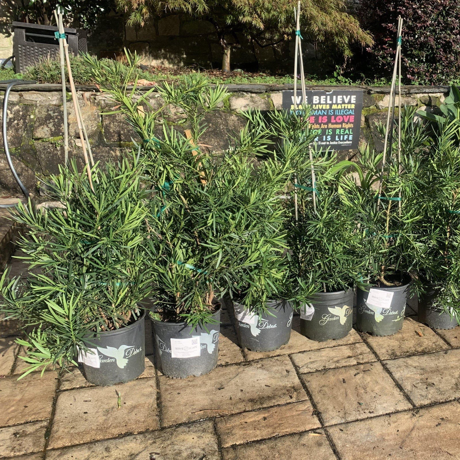 Podocarpus macrophyllus 'Emerald Flame’ ~ Emerald Flame™ Yew Podocarpus-ServeScape