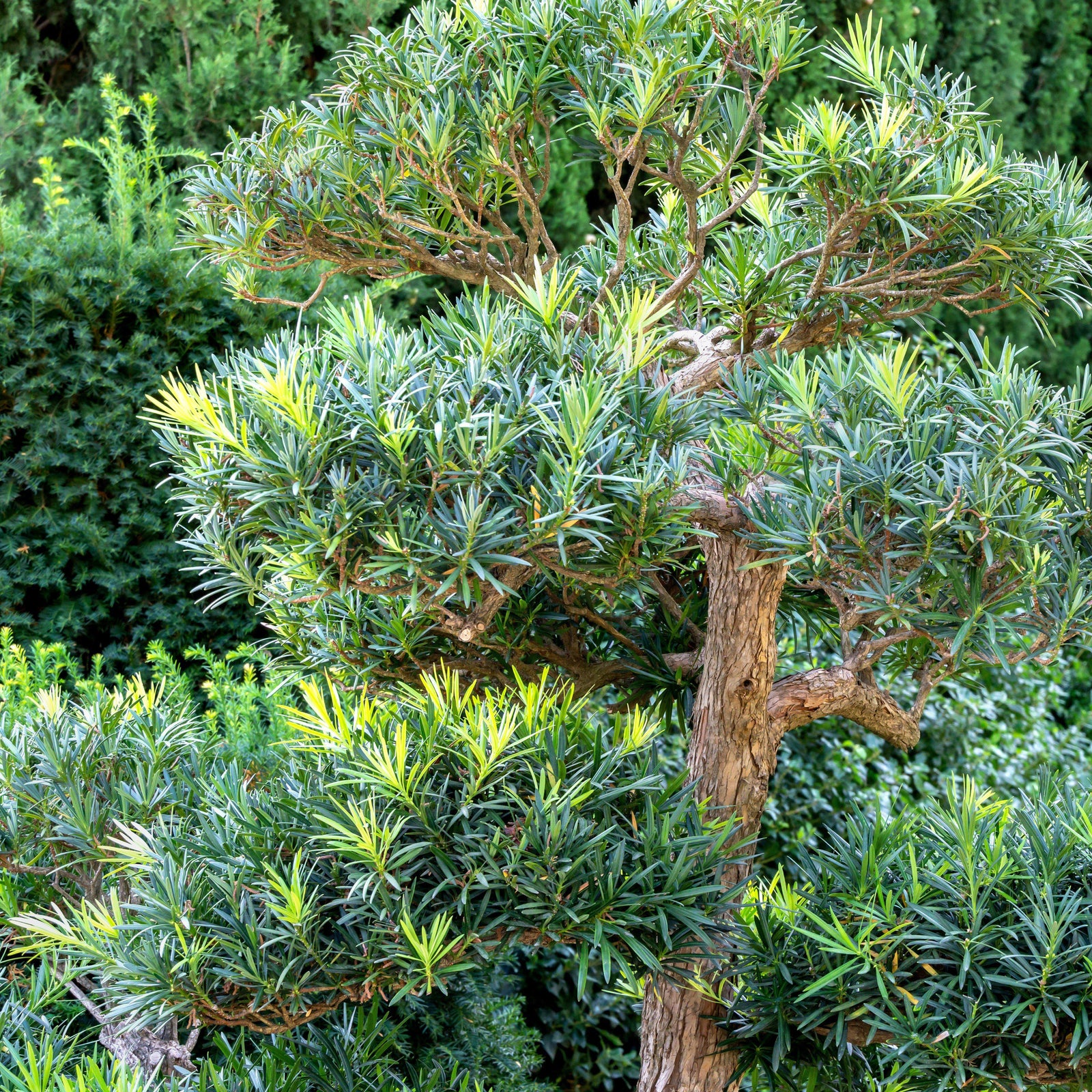 Podocarpus macrophyllus 'Lemon Sparkler’ ~ Lemon Sparkler™ Yew Podocarpus-ServeScape