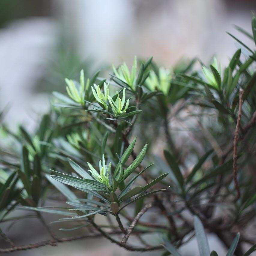 Podocarpus macrophyllus 'Pringles’ ~ Pringle's Dwarf Yew Podocarpus-ServeScape