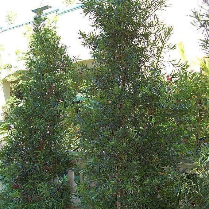 Podocarpus macrophyllus ~ Yew Pine-ServeScape