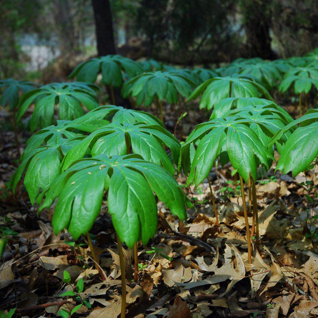 Podophyllum peltatum </em>~<b>Mayapple - Delivered By ServeScape