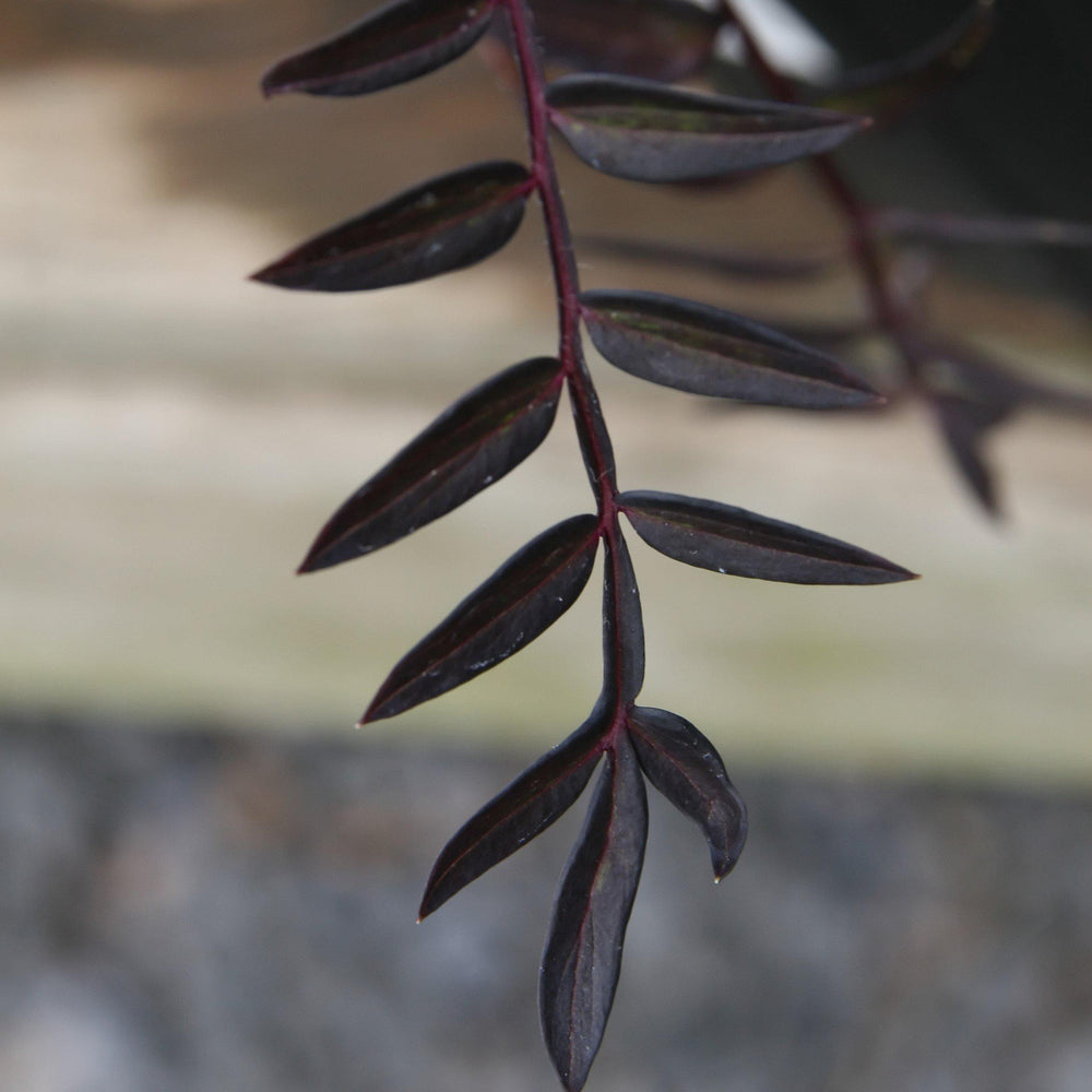Polemonium 'Bressingham Purple' ~ Bressingham Purple Jacob's Ladder-ServeScape