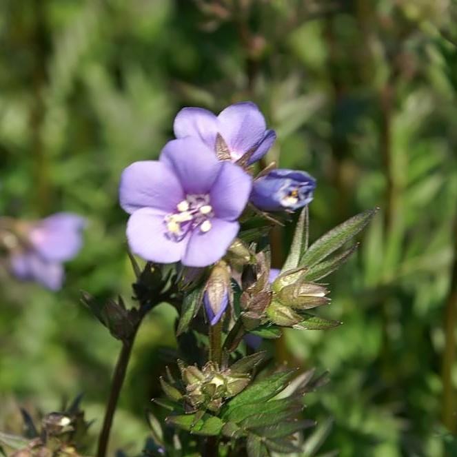 Polemonium 'Bressingham Purple' ~ Bressingham Purple Jacob's Ladder-ServeScape