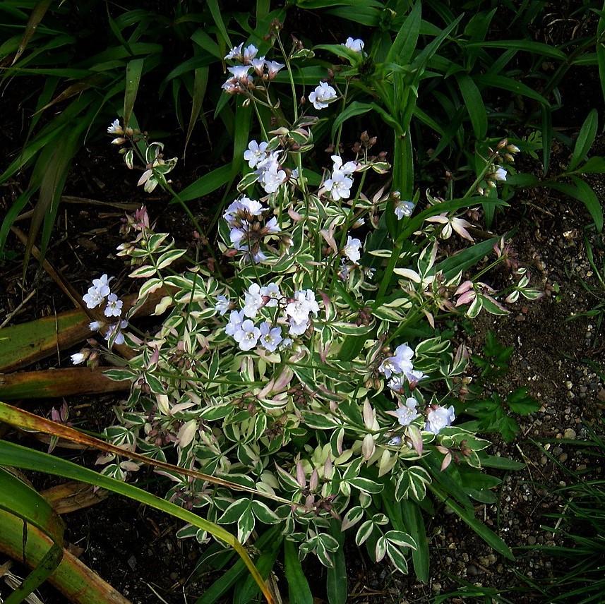 Polemonium reptans 'Touch of Class' ~ Touch of Class Creeping Jacob's Ladder-ServeScape