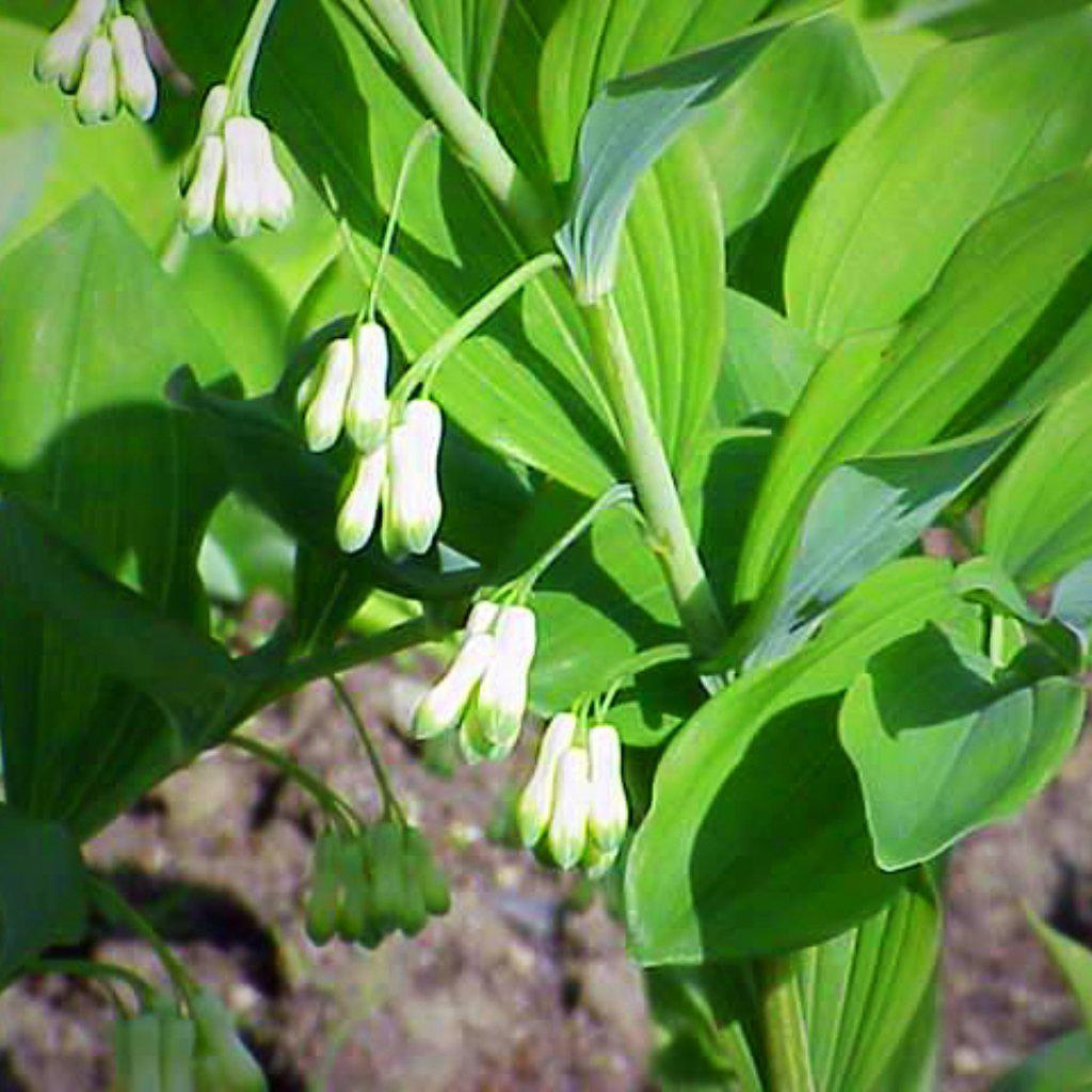 Polygonatum commutatum ~ Giant Soloman's Seal - Delivered By ServeScape