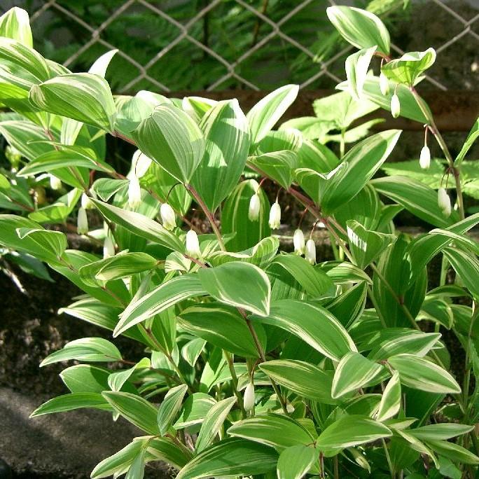 Polygonatum odoratum var. pluriflorum 'Variegatum' ~ Variegated Fragrant Solomon's Seal - Delivered By ServeScape