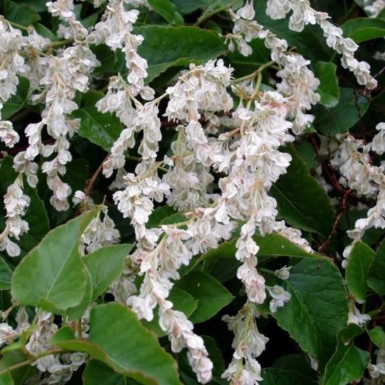 Polygonum aubertii ~ Silver Lace Vine-ServeScape