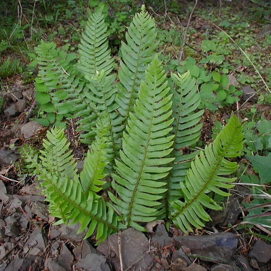 Polystichum munitum ~ Western Sword Fern-ServeScape