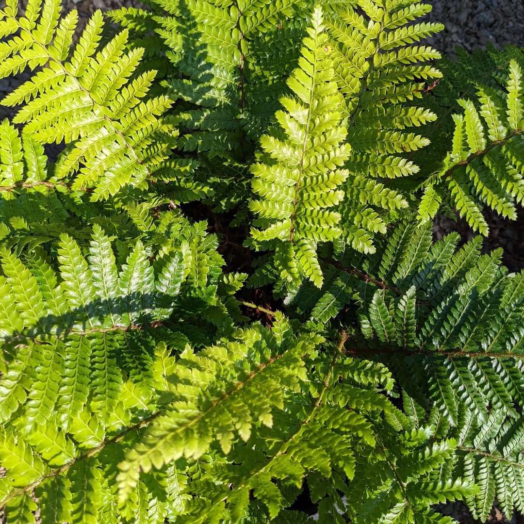 Polystichum polyblepharum ~ Tassel Fern-ServeScape