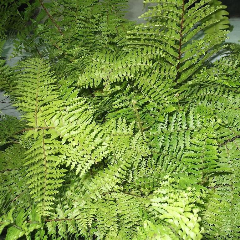 Polystichum setiferum ‘Bevis’ ~ Bevis Fern, Soft Shield Fern-ServeScape