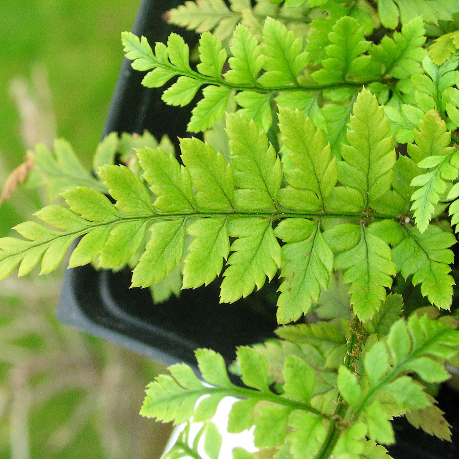 Polystichum tsus-simense ~ Korean Rock Fern-ServeScape