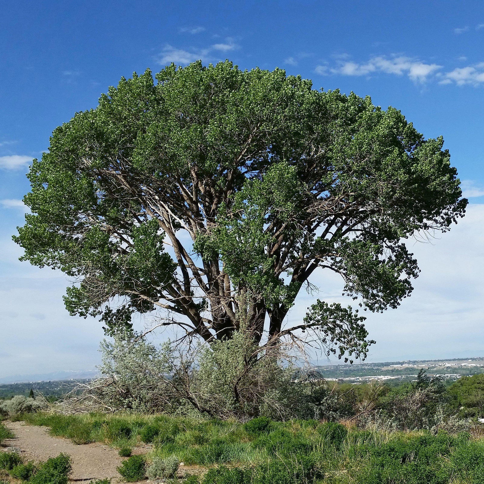 Populus deltoides ~ Eastern Cottonwood-ServeScape