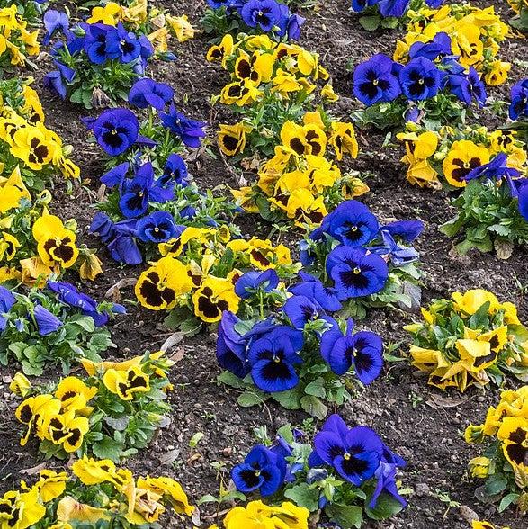 Viola x wittrockiana 'Inspire Plus Blue Blotch' ~ Inspire® Plus Blue Blotch Pansy-ServeScape