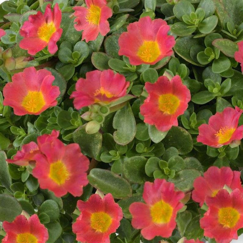 Portulaca oleracea 'Nano Pazzaz Hot Pink' ~ Nano Pazzaz™ Hot Pink Purslane-ServeScape