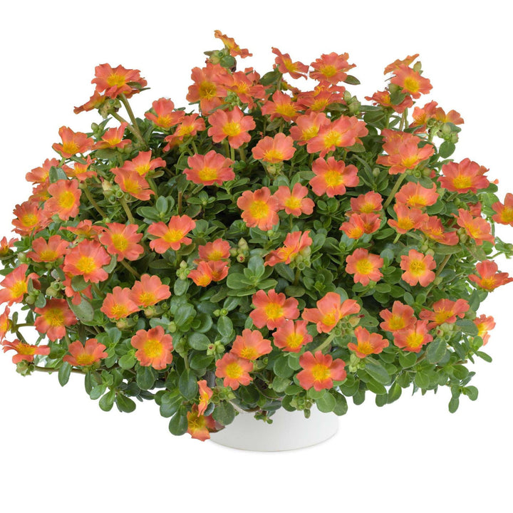 Portulaca oleracea 'Nano Pazzaz Orange' ~ Nano Pazzaz™ Orange Purslane-ServeScape