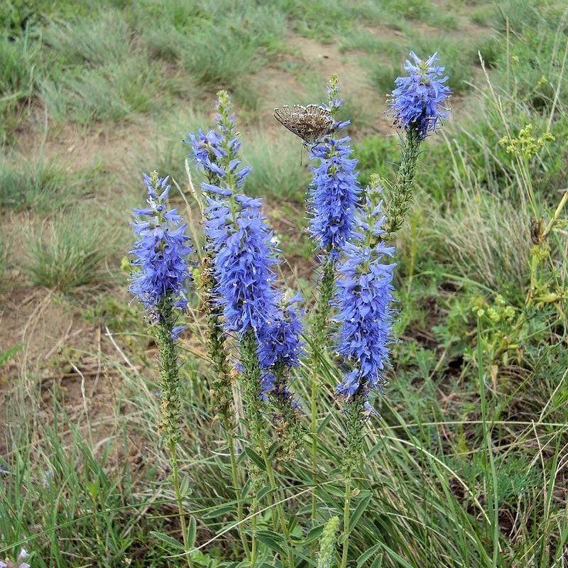 Veronica spicata 'Novaverlig' PP #26,661 ~ Moody Blues® Sky Blue Veronica-ServeScape
