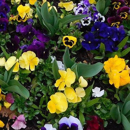 Viola x wittrockiana 'Inspire Plus Lemon' ~ Inspire® Plus Lemon Pansy-ServeScape