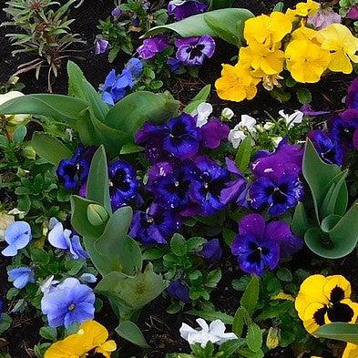 Viola x wittrockiana 'Inspire Plus Blue Velvet' ~ Inspire® Plus Blue Velvet Pansy-ServeScape