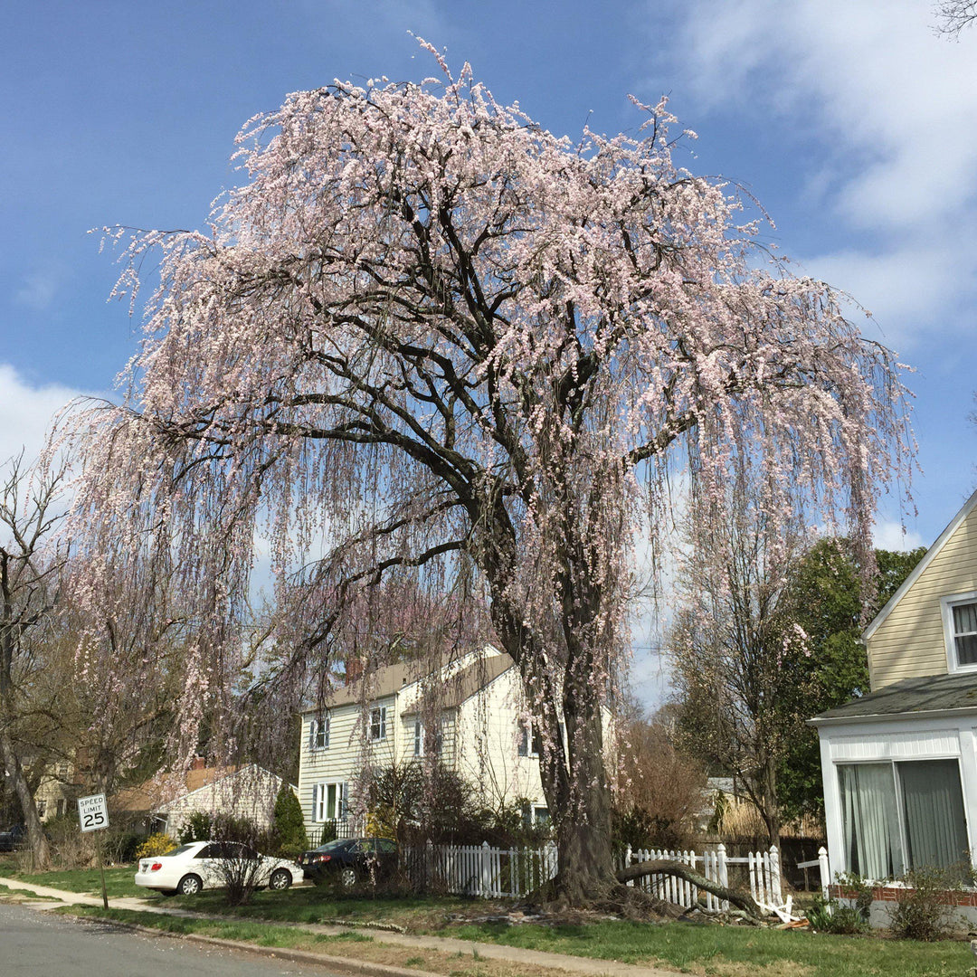 Prunus Subhirtella 'Pendula'~ Weeping Higan Cherry-ServeScape