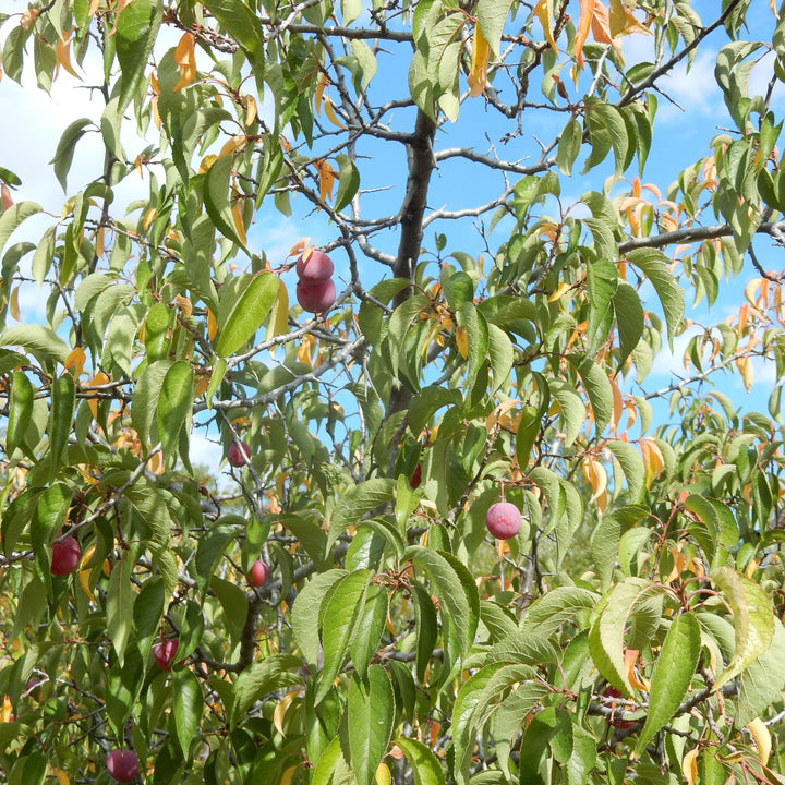 Prunus americana ~ American Plum-ServeScape