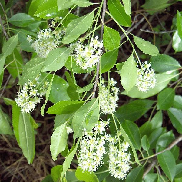 Prunus caroliniana 'Compacta' ~ Compact Carolina Cherry Laurel - Delivered By ServeScape