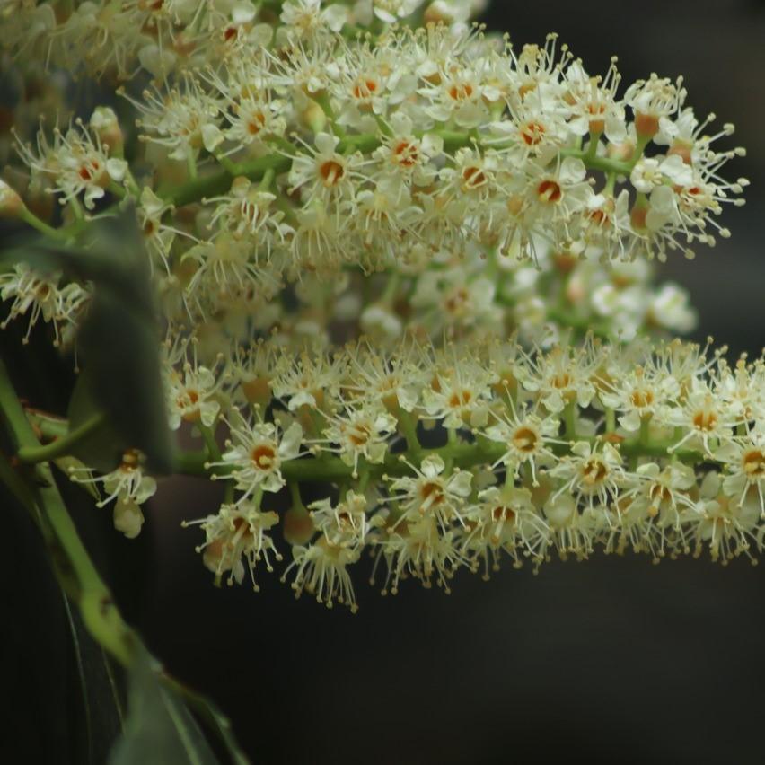 Prunus caroliniana 'Grecct' ~ Centre Court™ Cherry Laurel - Delivered By ServeScape