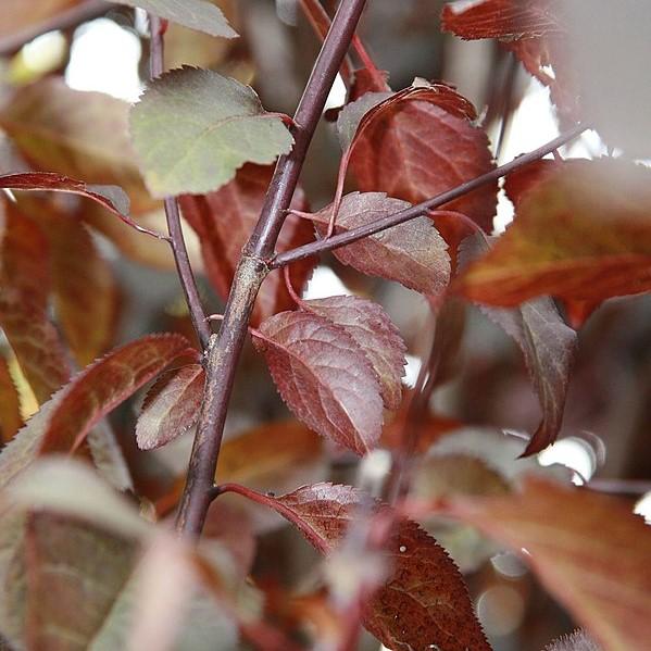Prunus cerasifera 'Krauter Vesuvius' ~ Krauter Vesuvius Cherry Plum-ServeScape