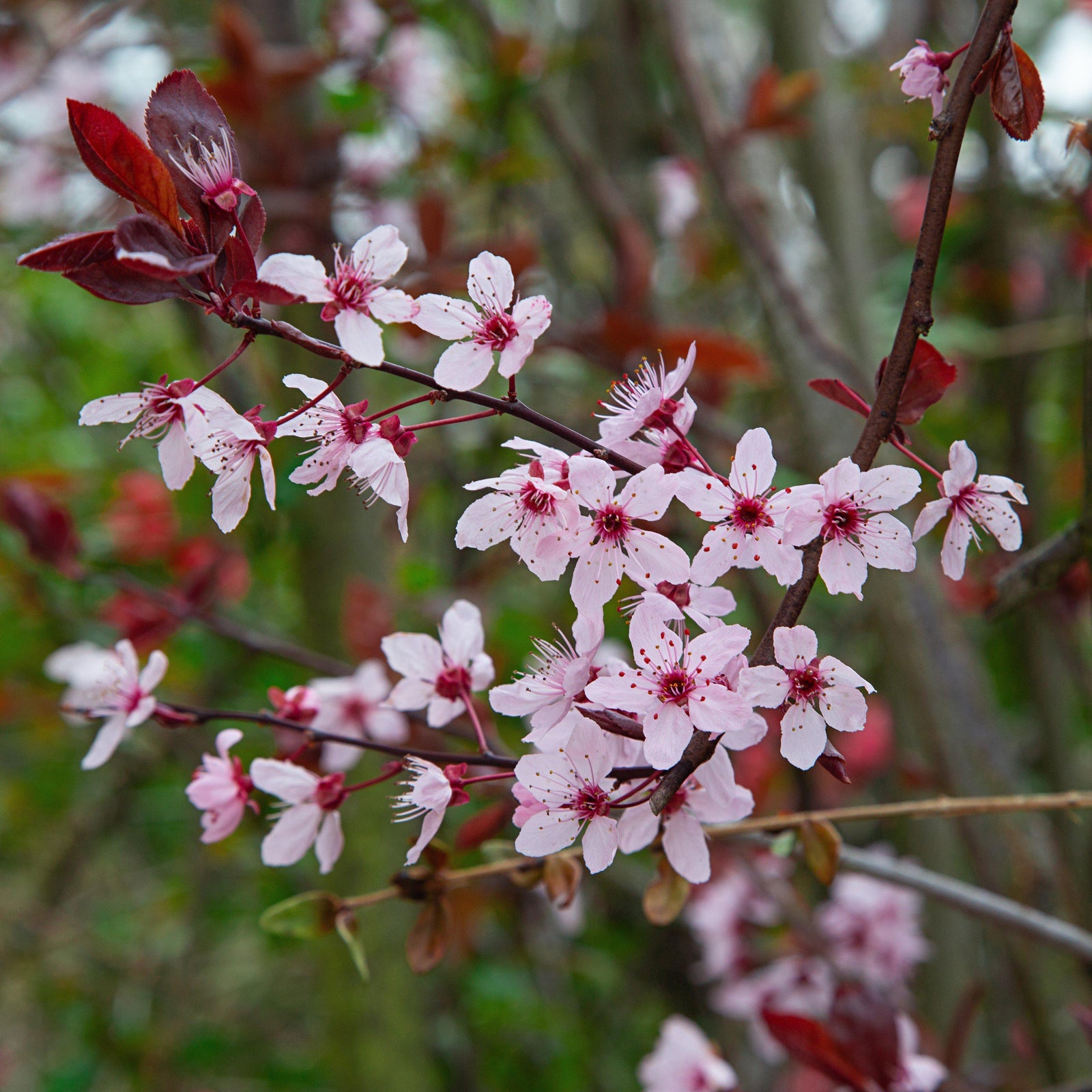 Prunus cerasifera ‘NCPR-7’ ~ Purple Plunge® Weeping Plum - Delivered By ServeScape