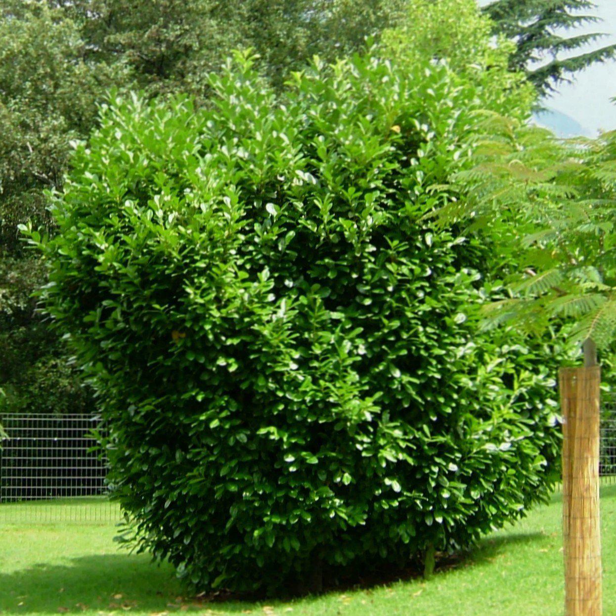 Prunus laurocerasus 'Majestic Jade' ~ Majestic Jade Laurel-ServeScape