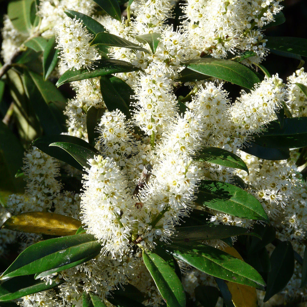 Prunus laurocerasus 'Nana' ~ Dwarf English Laurel-ServeScape