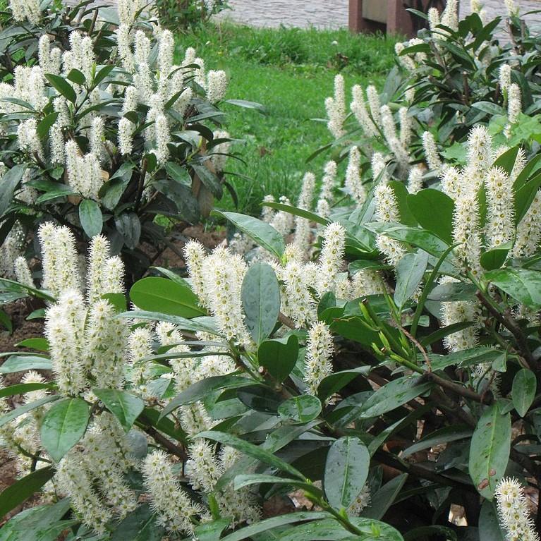 Prunus laurocerasus 'Nana' ~ Dwarf English Laurel-ServeScape