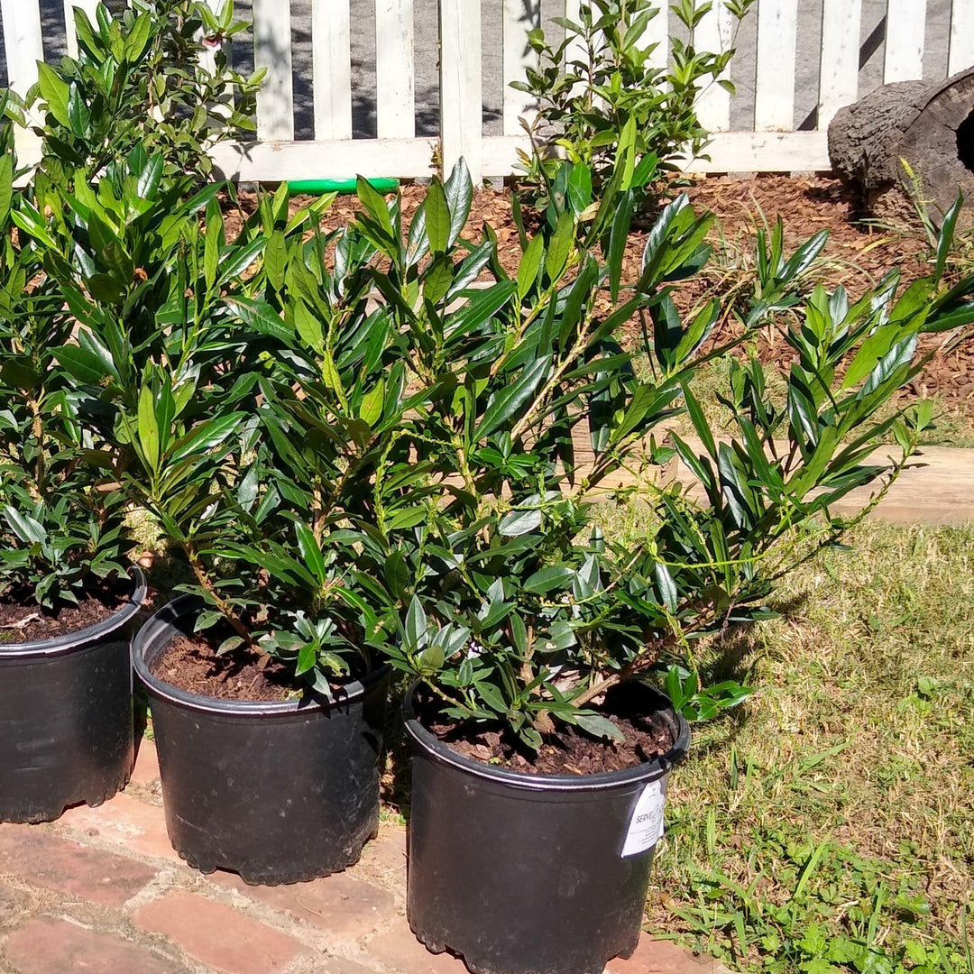 Prunus laurocerasus 'Otto Luyken' ~ Otto Luyken English Laurel-ServeScape