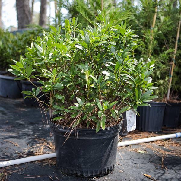 Prunus laurocerasus 'Otto Luyken' ~ Otto Luyken Cherry Laurel - Delivered By ServeScape
