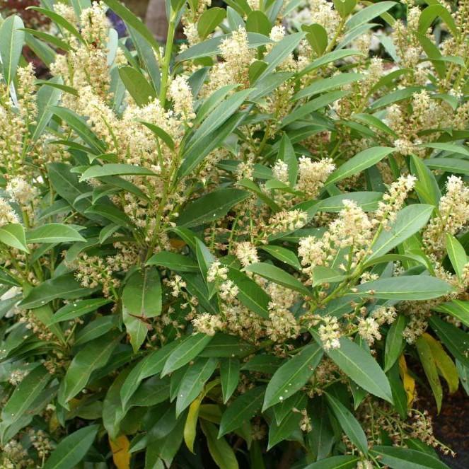 Prunus laurocerasus 'Schipkaensis' ~ West Coast Skip Laurel - Delivered By ServeScape