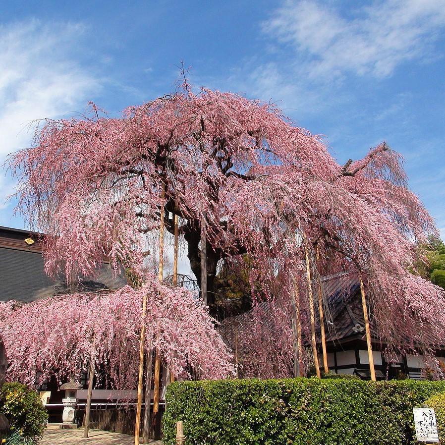 Prunus pendula ~ Weeping Cherry-ServeScape