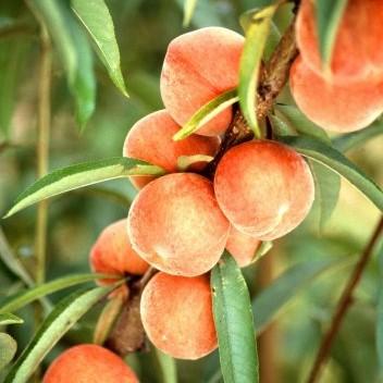 Prunus persica 'Belle of Georgia' ~ Belle of Georgia Dwarf Peach - Delivered By ServeScape