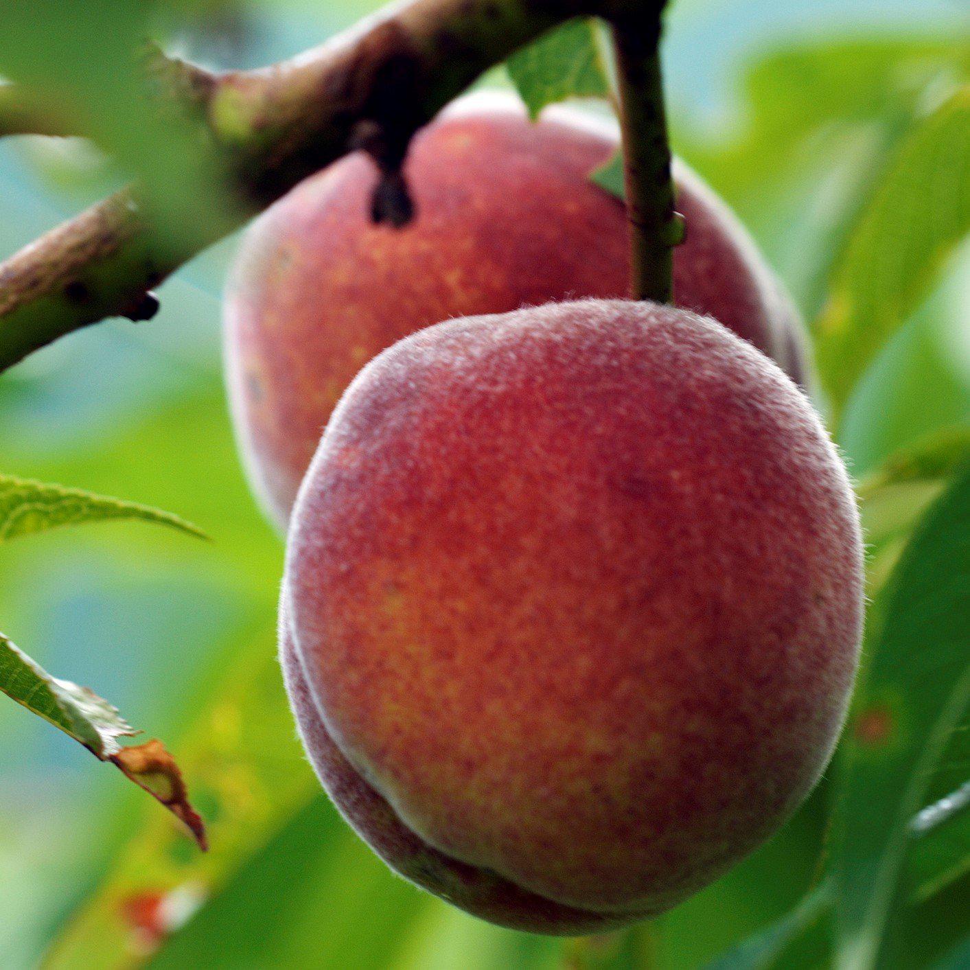 Prunus persica 'Dixie Red' ~ Dixie Red Peach - Delivered By ServeScape