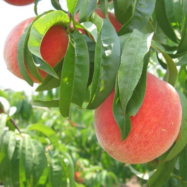 Prunus persica 'Empress' ~ Empress Peach - Delivered By ServeScape