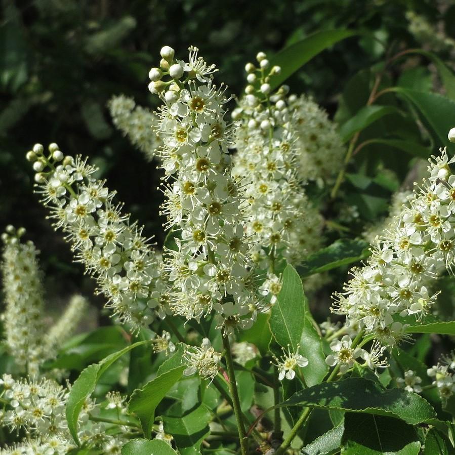 Prunus serotina ~ Black Cherry-ServeScape
