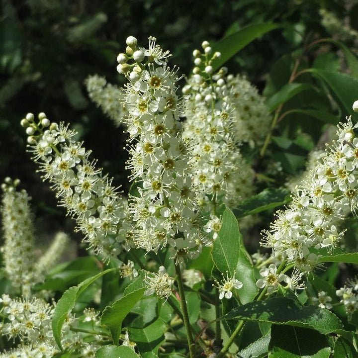 Prunus serotina ~ Black Cherry-ServeScape